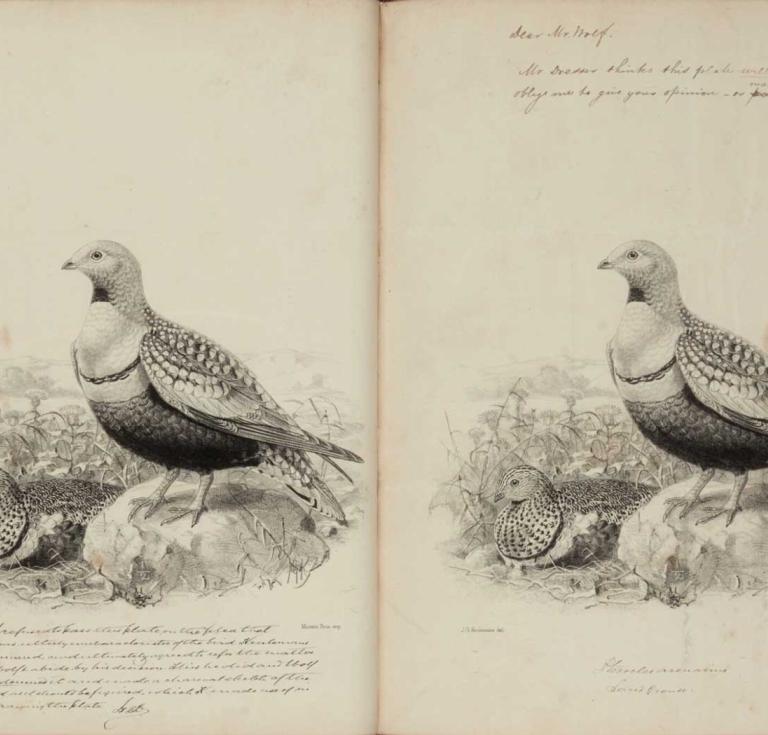 Illustration from Dresser's History of the Birds of Europe